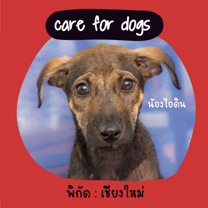 แจกสุนัขฟรี